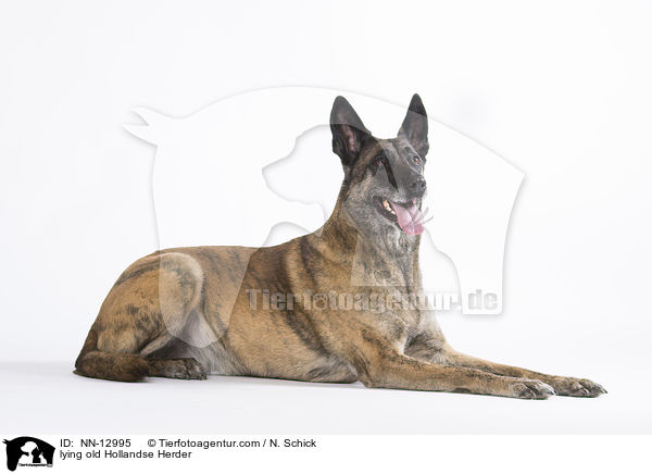 liegender alter Hollandse Herder / lying old Hollandse Herder / NN-12995