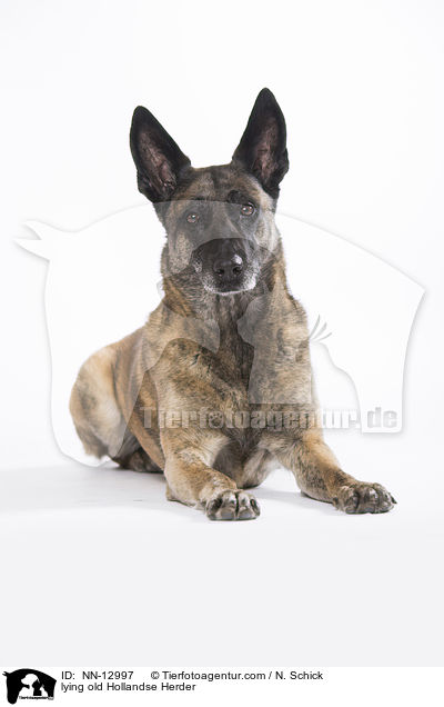 liegender alter Hollandse Herder / lying old Hollandse Herder / NN-12997