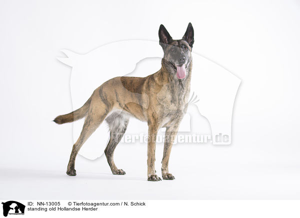 stehender alter Hollandse Herder / standing old Hollandse Herder / NN-13005