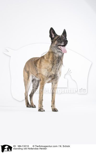 stehender alter Hollandse Herder / standing old Hollandse Herder / NN-13010