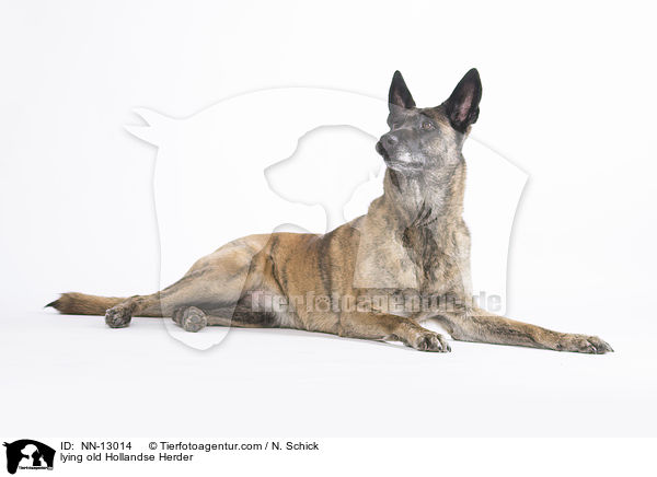 liegender alter Hollandse Herder / lying old Hollandse Herder / NN-13014