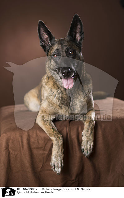 liegender alter Hollandse Herder / lying old Hollandse Herder / NN-13032