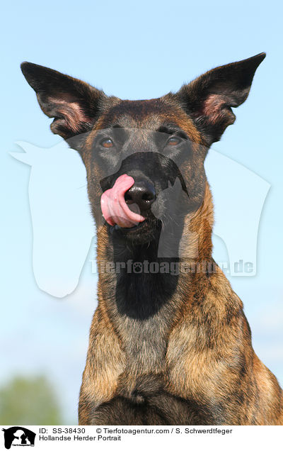 Hollandse Herder Portrait / Hollandse Herder Portrait / SS-38430