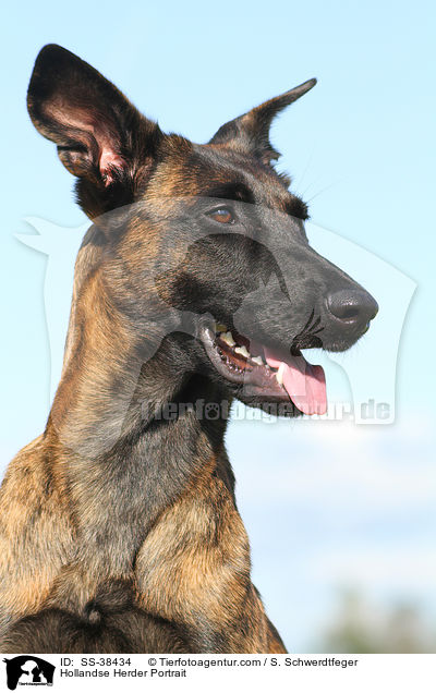 Hollandse Herder Portrait / Hollandse Herder Portrait / SS-38434