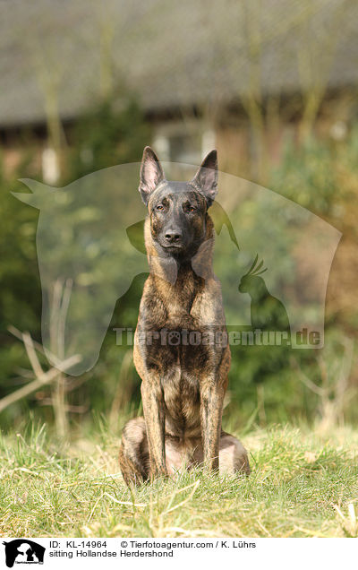 sitzender Hollandse Herder / sitting Hollandse Herdershond / KL-14964