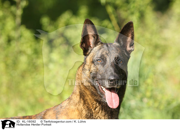Hollndischer Schferhund Portrait / Hollandse Herder Portrait / KL-16092