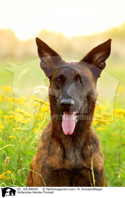 Hollandse Herder Portrait / Hollandse Herder Portrait / SS-48939