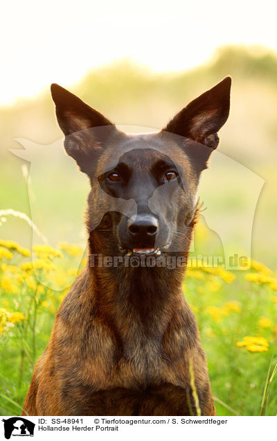 Hollandse Herder Portrait / Hollandse Herder Portrait / SS-48941