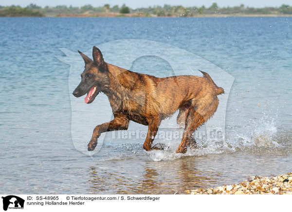 rennender Hollandse Herder / running Hollandse Herder / SS-48965