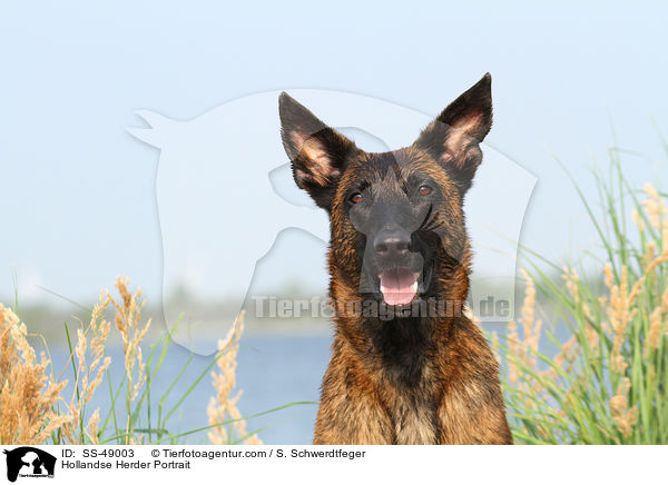 Hollandse Herder Portrait / SS-49003