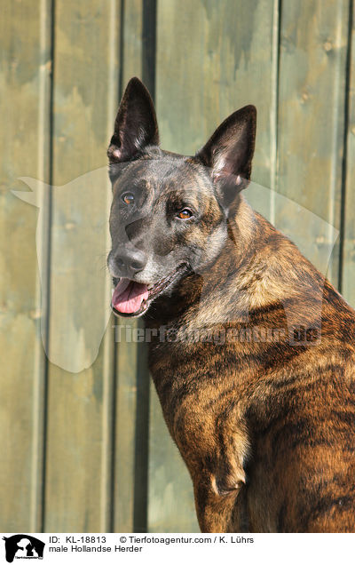 Hollandse Herder Rde / male Hollandse Herder / KL-18813