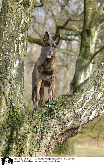 male Hollandse Herder stands on tree / KL-18816