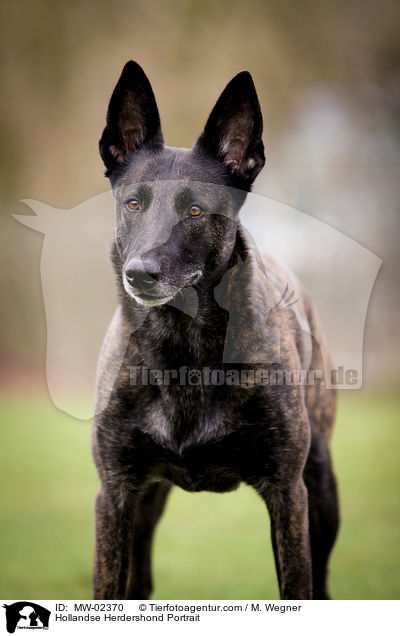 Hollandse Herdershond Portrait / Hollandse Herdershond Portrait / MW-02370