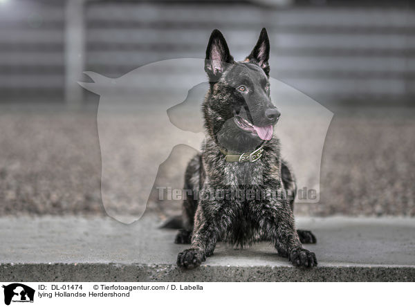 liegender Hollndischer Schferhund / lying Hollandse Herdershond / DL-01474