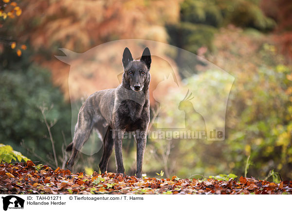 Hollandse Herder / Hollandse Herder / TAH-01271