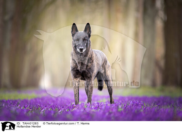 Hollandse Herder / Hollandse Herder / TAH-01283