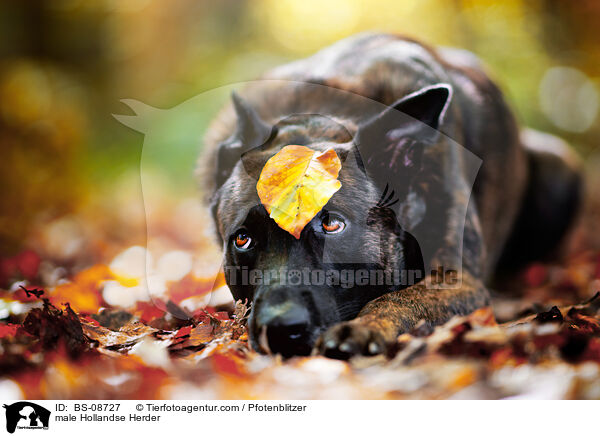 Hollandse Herder Rde / male Hollandse Herder / BS-08727