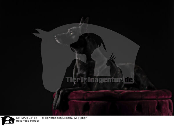 Hollandse Herder / Hollandse Herder / MAH-03184