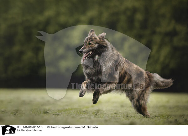 Hollndischer Schferhund / Hollandse Herder / MARS-01515