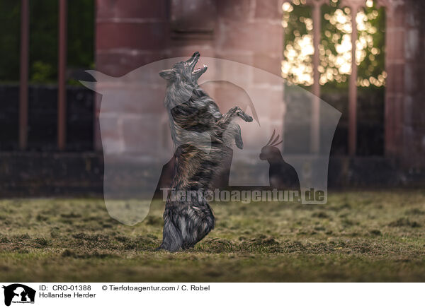 Hollandse Herder / Hollandse Herder / CRO-01388