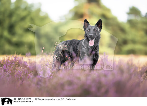 Hollandse Herder / Hollandse Herder / SAB-01421