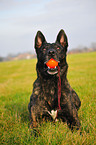 female Hollandse Herder