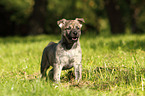 Hollandse Herder Puppy