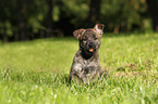 Hollandse Herder Puppy