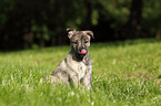 Hollandse Herder Puppy