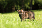 Hollandse Herder Puppy