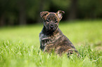 Hollandse Herder Puppy