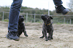 Hollandse Herder Puppies