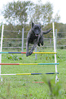 jumping Hollandse Herder