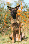 sitting Hollandse Herder