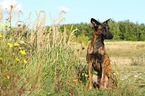 sitting Hollandse Herder