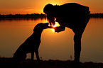 woman and Hollandse Herder