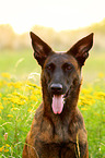 Hollandse Herder Portrait