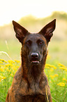 Hollandse Herder Portrait