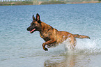 running Hollandse Herder