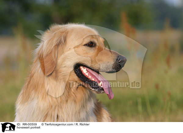 Hovawart Portrait / hovawart portrait / RR-00509