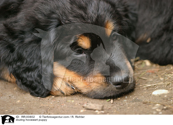 dsender Hovawart Welpe / dozing hovawart puppy / RR-00802