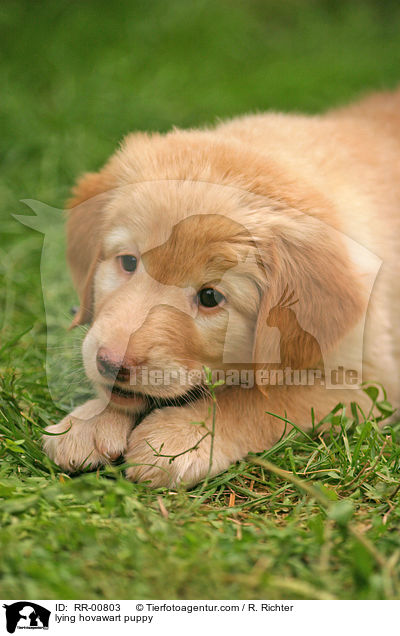 liegender Hovawart Welpe / lying hovawart puppy / RR-00803