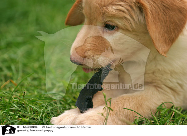 knabbernder Hovawart Welpe / gnawing hovawart puppy / RR-00804