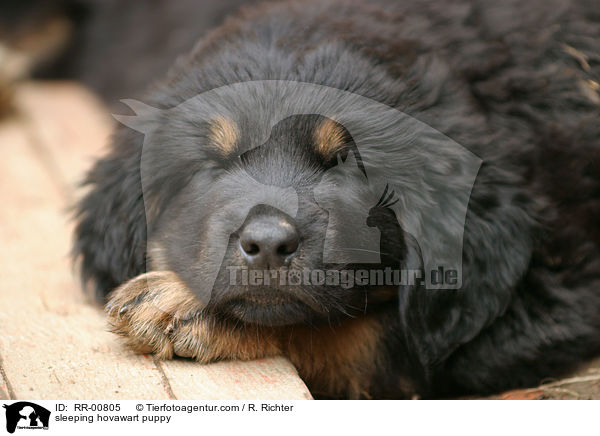 schlafender Hovawart Welpe / sleeping hovawart puppy / RR-00805