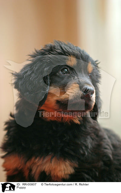 Hovawart Welpe / Puppy / RR-00807