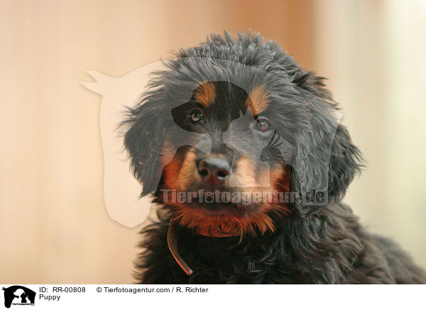 Hovawart Welpe / Puppy / RR-00808