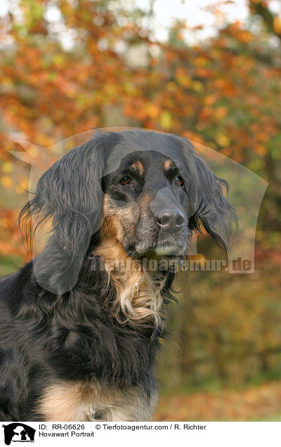 Hovawart Portrait / RR-06626