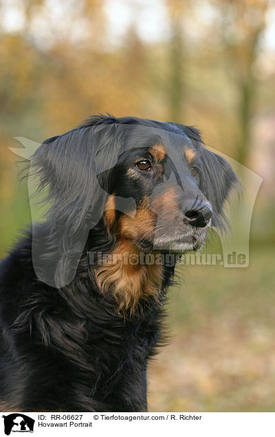 Hovawart Portrait / RR-06627