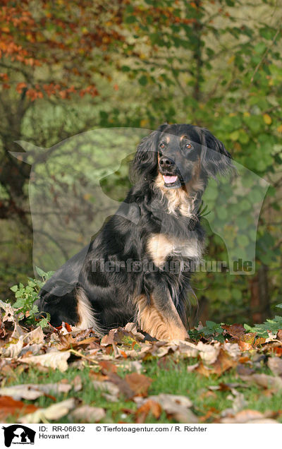 Hovawart / Hovawart / RR-06632