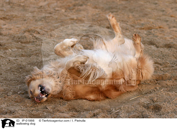 sich wlzender Hund / wallowing dog / IP-01866